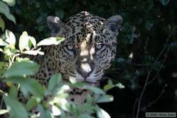 Jaguar   (Panthera onca onca)