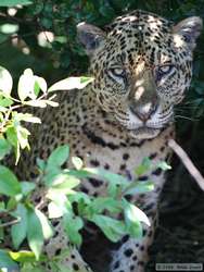 Jaguar   (Panthera onca onca)