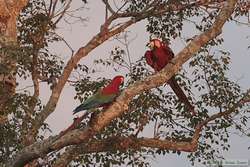 Red-and-green Macaw   (Ara chloropterus)