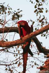 Red-and-green Macaw   (Ara chloropterus)