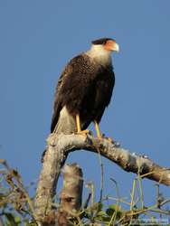 Crested Caracara   (Polyborus plancus)