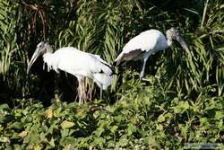 Wood Stork   (Mycteria americana)