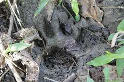 A jaguar track.