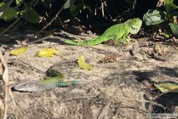 A Common Iguana   (Iguana iguana ) and an Amazon Racerunner aka Green Ameiva  (Ameiva ameiva).