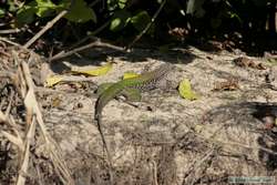 Amazon Racerunner aka Green Ameiva  (Ameiva ameiva)