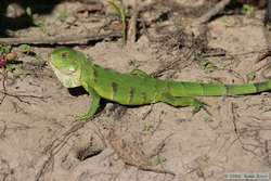 Common Iguana   (Iguana iguana )