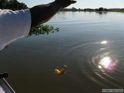 Trying some more piranha fishing.