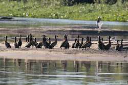 M White-faced Whistling-Duck   (Dendrocygna viduata)