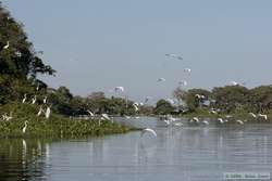 There were thousands upon thousands of birds in this area.