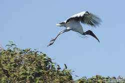 Wood Stork   (Mycteria americana)