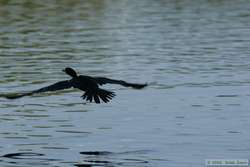 Neotropic Cormorant   (Phalacrocorax brasilianus)