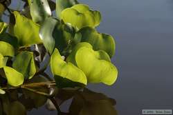 Cool aquatic plant.