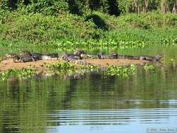 Pantanal Caiman  (Caiman yacare)