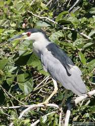 Black-crowned Night-Heron   (Nycticorax nycticorax)