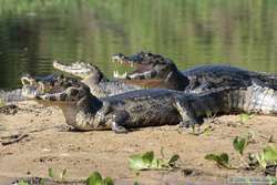 Pantanal Caiman  (Caiman yacare)