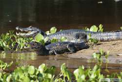 Pantanal Caiman  (Caiman yacare)