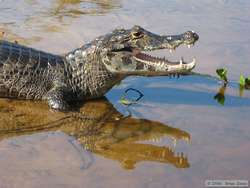 Pantanal Caiman  (Caiman yacare)