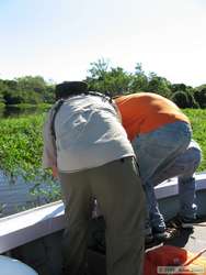 Me, Fabricio and Indio trying to haul a caiman on board.