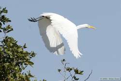 Great Egret (Ardea alba) in flight.