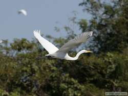 Great Egret (Ardea alba) in flight.