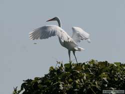 Great Egret (Ardea alba) landing in a tree.