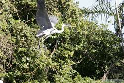 Cocoi Heron   (Ardea cocoi) taking off.