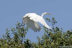 Great Egret (Ardea alba) in flight.