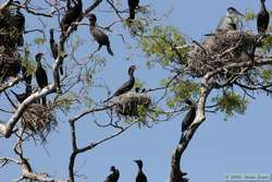 Anhinga   (Anhinga anhinga) on a nest.