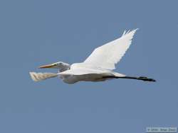 Great Egret (Ardea alba) in flight.