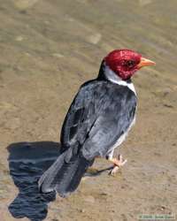 Yellow-billed Cardinal  (Paroaria capitata)