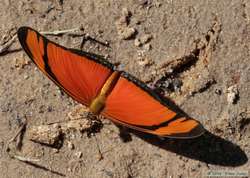 Really cool butterfly down by the dock at Hotel Baizinha.