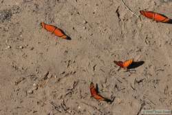 Really cool butterflies down by the dock at Hotel Baizinha.