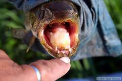 Traira (Snakehead fish)  (Hoplias malabaricus)