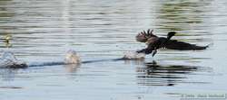 Neotropic Cormorant   (Phalacrocorax brasilianus) taking flight.