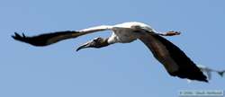 Wood Stork   (Mycteria americana)