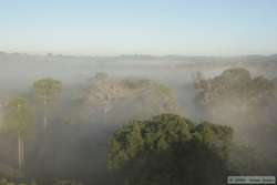 View through the mist from the 50 meter tower.