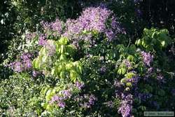 Flowering purple tree.