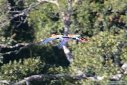 Scarlet Macaw (Ara macao)