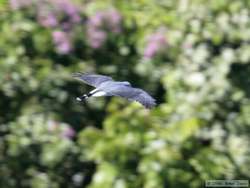 Tiny Hawk   (Accipiter superciliosus)