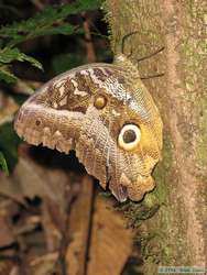 Morpho butterfly.