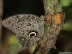 Morpho butterfly.