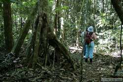 Shannon hiking through the rainforest.