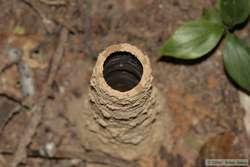 A cicada burrow after the cicada has come out.