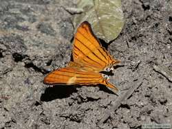 A butterfly at the saliero.