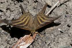 A butterfly at the saliero.