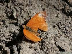 A butterfly at the saliero.