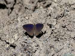 A butterfly at the saliero.