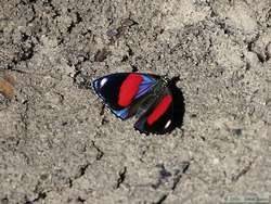 A butterfly at the saliero.