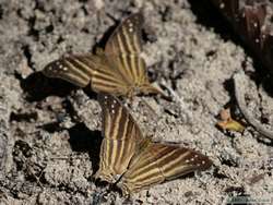 A butterfly at the saliero.