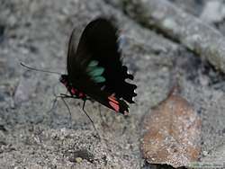 A butterfly at the saliero.